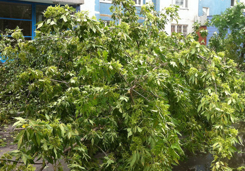 Трагедия в Бахчисарайском районе: упавшее дерево убило девушку