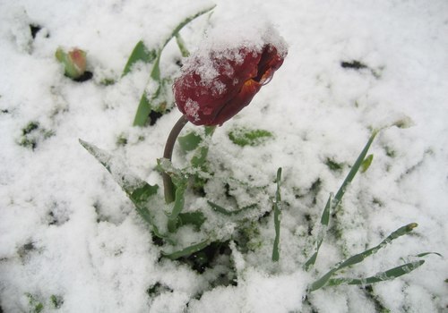 «Заянварело в апреле»: цветущий Крым засыпает снегом (ФОТО, ВИДЕО)