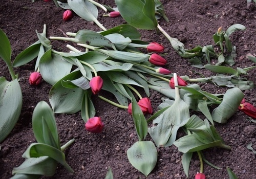 Севастопольские вандалы разворотили посаженные к майским праздникам тюльпаны