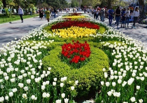 Для украшения севастопольских улиц купят четверть миллиона цветов