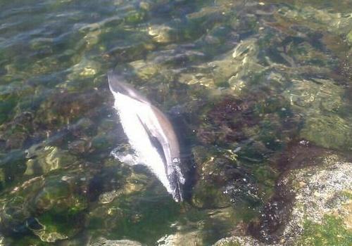 В бухтах Севастополя находят множество мёртвых дельфинят ФОТО