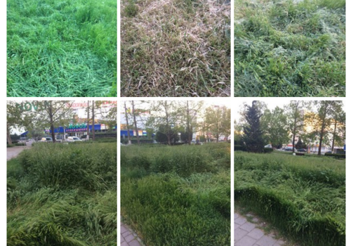 Севастополь погряз в нескошенной траве, или как коммунальные службы разводят клещей ФОТО
