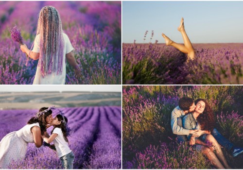 Топ-10 самых ярких фотографий с крымской лавандой: "Фиолетовый бум скоро закончится"
