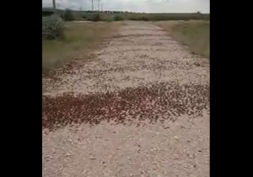 Азиатская саранча атакует крымские поля ВИДЕО