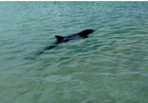 В Крыму люди «по рукам таскали, за плавник держали, фотографировались» с умирающим дельфином