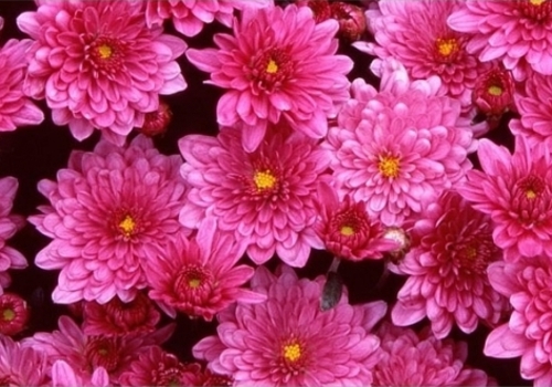 В Крыму на балу хризантем один цветок займет 700 "квадратов"
