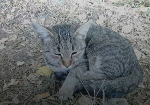 В Крыму водитель, спасая жизнь кошке, врезался в дерево