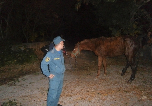В Ялте лошадь провалилась в канализационный люк глубиной 3,5 метра