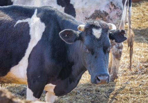 На улице Репина в Севастополе потерялась корова