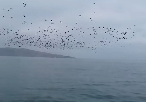 Керчанин снял на видео тысячи готовящихся к перелету диких уток