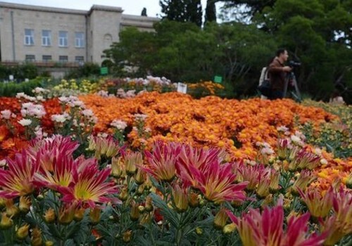 В Никитском саду открылся традиционный "Бал хризантем" ФОТО