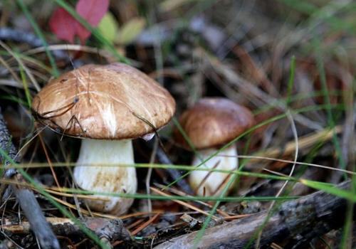 Крымские грибники продемонстрировали первый «урожай»: Какие грибы сейчас растут в лесах