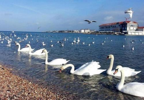 За два дня севастопольская бухта «Омега» превратилась в пристанище для десятков лебедей
