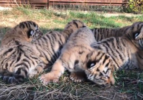 Полосатый беби-бум: в крымском зоопарке родились сразу шесть амурских тигрят ФОТО, ВИДЕО