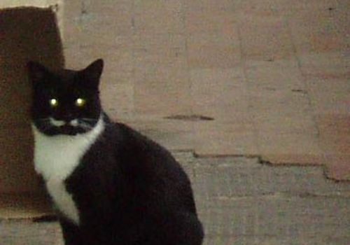 Крымчан попросили пожалеть бездомных кошек и не забивать окна подвалов