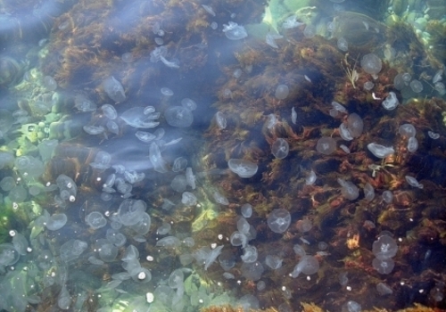 Крымские пляжи сетями защитят от медуз