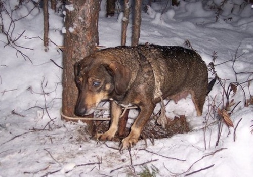 В Крыму живодеры привязали в лесу щенков и оставили умирать
