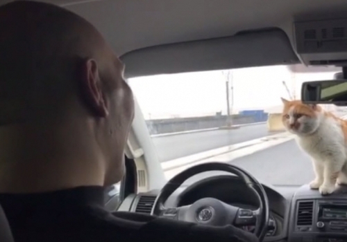 Валуев прокатился по Крымскому мосту с котом - ВИДЕО
