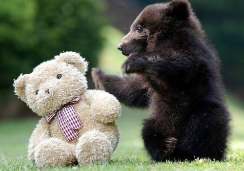 Фотофакт: в "Тайгане" родились необычные медвежата