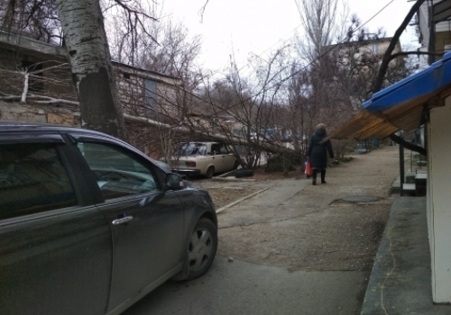 В Севастополе на припаркованные автомобили рухнул огромный тополь ФОТО