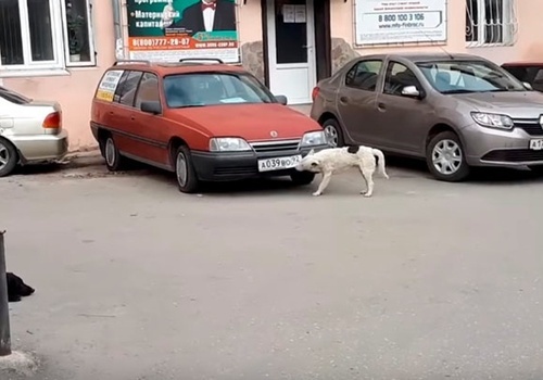 Глазам не поверишь: в Крыму завелась собака-автовор