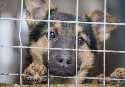 Приют для животных в Крыму вместит вольеры на 200 собак и ветклинику