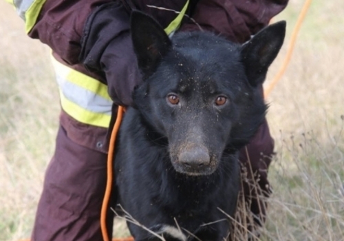 В Крыму спасли собаку, упавшую в глубокую яму ФОТО, ВИДЕО