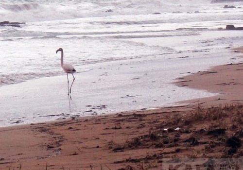 Фотофакт: на крымском пляже поселился розовый фламинго