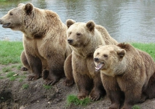 Крымский зоопарк приютит трех медведей, найденных на автостоянке в Самаре