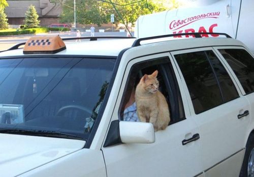 Севастопольский таксист "прикарманил" телефон пассажира стоимостью почти 16 тысяч