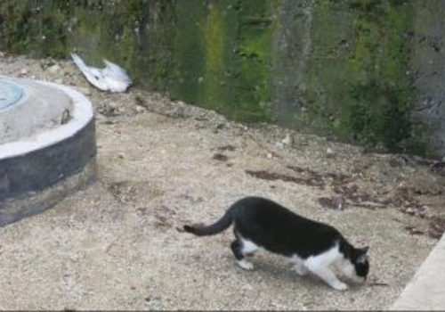 На пляже Феодосии появился кот-убийца ФОТО
