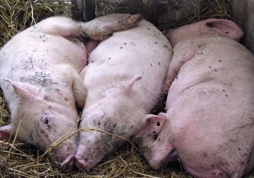 В Крыму зафиксирована новая вспышка африканской чумы свиней