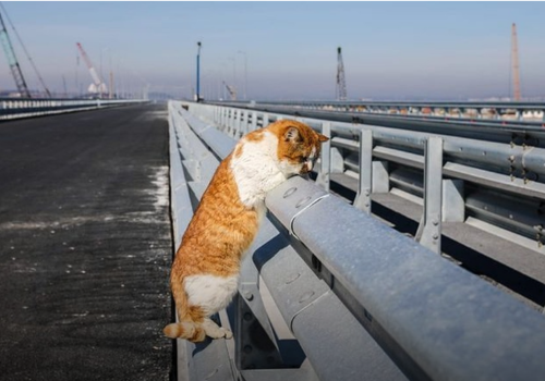 Кот Мостик измеряет отбойник Крымского моста в хвостах ФОТО