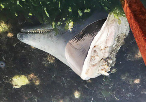 В Севастополе обезглавили дельфина (ФОТО)