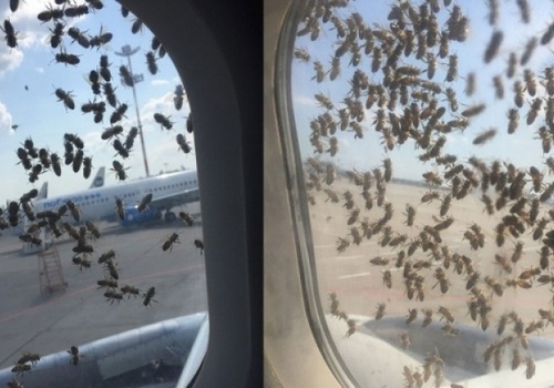 Московские пчелы сорвали авиарейс в Крым