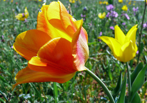Посещение крымского заповедника бьет рекорды из-за цветения редких тюльпанов ФОТО
