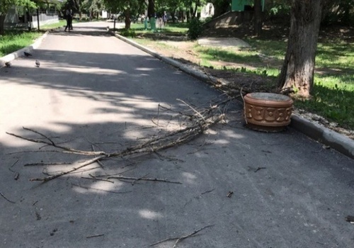 В симферопольском парке упавшая ветка сбила с ног двухлетнего ребенка
