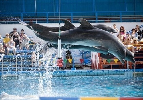 Владелец ялтинского дельфинария заплатит очередной штраф
