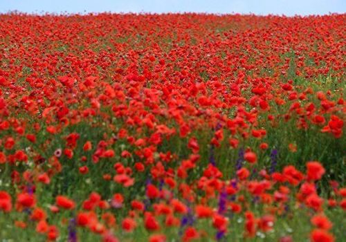 Яркое настроение: цветущие поля в Крыму с высоты птичьего полета ВИДЕО