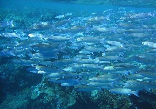 В российском секторе Черного моря учёные подсчитают количество рыбы