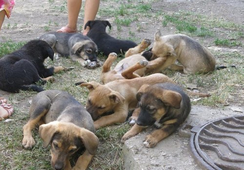 В Феодосии до двор жилого дома выбросили 12 щенков ФОТО