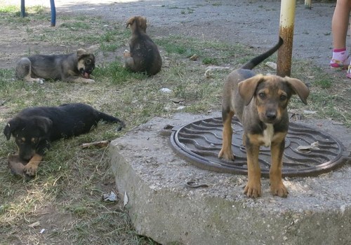 В Феодосии до двор жилого дома выбросили 12 щенков ФОТО