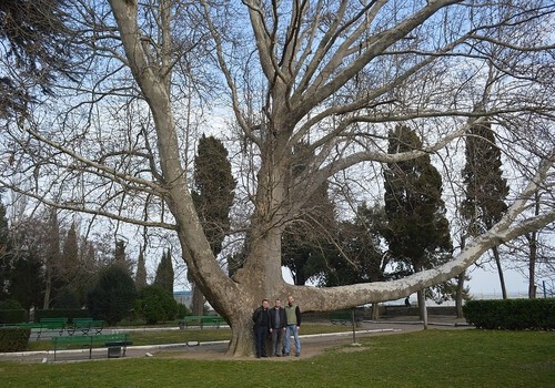 Четыре крымских дерева станут природными памятниками ФОТО