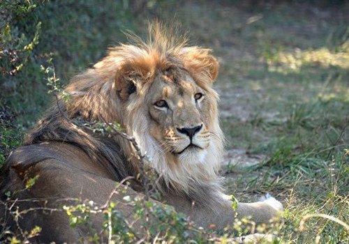 Укусивший туристку лев Витя покинет "Тайган" - Зубков