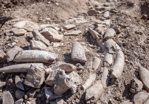 У Крымского моста раскопали скелет древнего кита