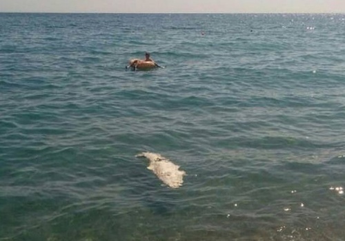На пляже в Ялте нашли мертвого крокодила ФОТО