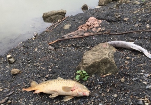 В пруду у Гаспринской свалки из-за отравления погибла вся рыба