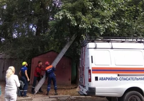 В Симферополе пришлось спасать мужчину, который пытался снять котёнка с дерева ФОТО
