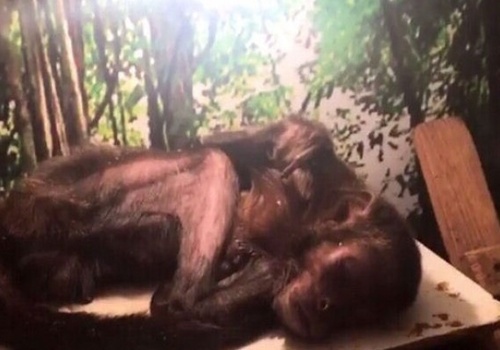 В Крым приехал контактный зоопарк: "концлагерь из полуживых обезьян" ФОТО