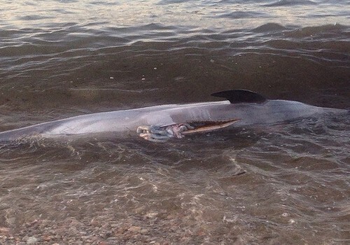 В Крыму дельфины стали чаще выбрасываться на берег